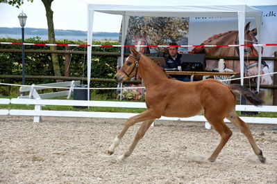 følchampionat 2019
Billeder fra følchampionat 2019
Nøgleord: kammersgaard's olympia