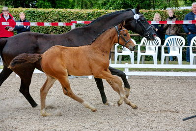 følchampionat 2019
Billeder fra følchampionat 2019
Nøgleord: katrinelund tavera