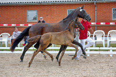 følchampionat 2019
Billeder fra følchampionat 2019
Nøgleord: feldborgs lancetti