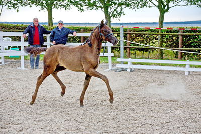 følchampionat 2019
Billeder fra følchampionat 2019
Nøgleord: feldborgs lancetti