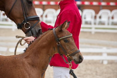 Følchampionat 2019
Billeder fra følchampionat 2019
Nøgleord: korsgårds rosanna