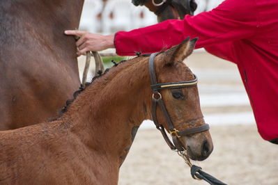 Følchampionat 2019
Billeder fra følchampionat 2019
Nøgleord: korsgårds rosanna