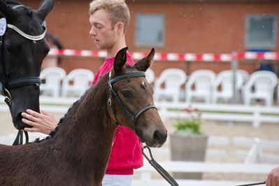 Følchampionat 2019
Billeder fra følchampionat 2019
Nøgleord: kalhaves miss divine