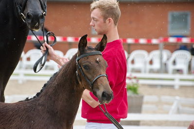 Følchampionat 2019
Billeder fra følchampionat 2019
Nøgleord: kalhaves miss divine