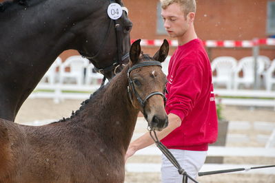 Følchampionat 2019
Billeder fra følchampionat 2019
Nøgleord: kalhaves miss divine