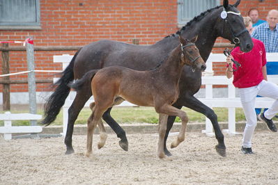 Følchampionat 2019
Billeder fra følchampionat 2019
Nøgleord: kalhaves miss divine