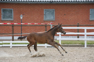 Følchampionat 2019
Billeder fra følchampionat 2019
Nøgleord: brammings pari-hera