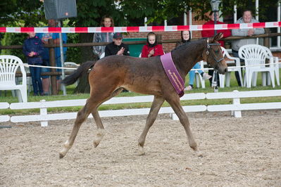 Følchampionat 2019
Billeder fra følchampionat 2019
Nøgleord: kalhaves miss divine