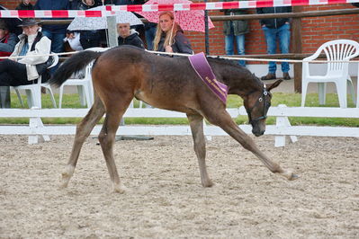 Følchampionat 2019
Billeder fra følchampionat 2019
Nøgleord: kalhaves miss divine