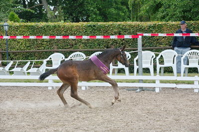 Følchampionat 2019
Billeder fra følchampionat 2019
Nøgleord: kalhaves miss divine