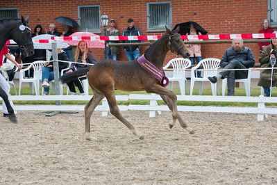 Følchampionat 2019
Billeder fra følchampionat 2019
Nøgleord: kalhaves miss divine