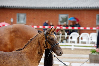 Følchampionat 2019
Billeder fra følchampionat 2019
Nøgleord: selma sem