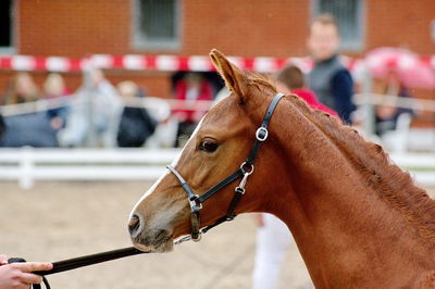 Følchampionat 2019
Billeder fra følchampionat 2019
Nøgleord: alibi's cassira