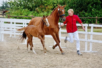 Følchampionat 2019
Billeder fra følchampionat 2019
Nøgleord: alibi's cassira