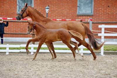 Følchampionat 2019
Billeder fra følchampionat 2019
Nøgleord: alibi's cassira