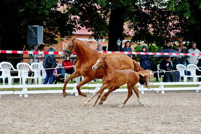 Følchampionat 2019
Billeder fra følchampionat 2019
Nøgleord: alibi's cassira