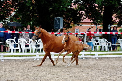 Følchampionat 2019
Billeder fra følchampionat 2019
Nøgleord: alibi's cassira