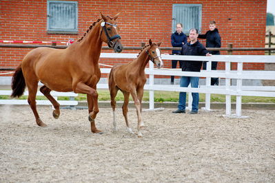 Følchampionat 2019
Billeder fra følchampionat 2019
Nøgleord: alibi's cassira