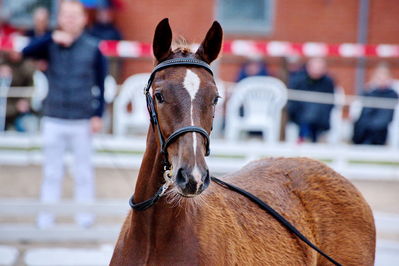 Følchampionat 2019
Billeder fra følchampionat 2019
Nøgleord: fredenslyst carola