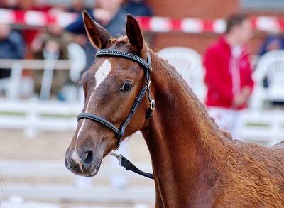 Følchampionat 2019
Billeder fra følchampionat 2019
Nøgleord: fredenslyst carola