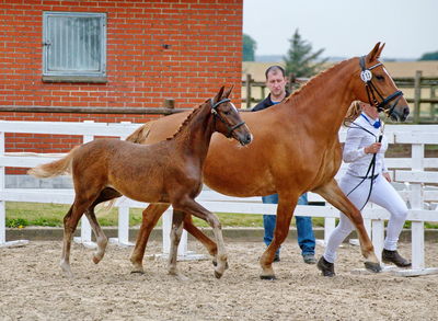 Følchampionat 2019
Billeder fra følchampionat 2019
Nøgleord: fredenslyst carola