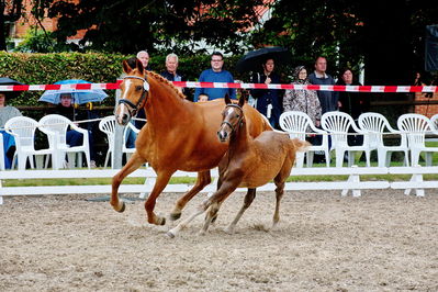 Følchampionat 2019
Billeder fra følchampionat 2019
Nøgleord: fredenslyst carola