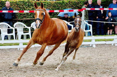 Følchampionat 2019
Billeder fra følchampionat 2019
Nøgleord: fredenslyst carola