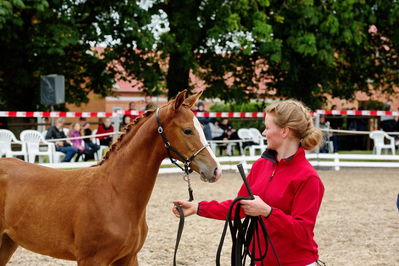 Følchampionat 2019
Billeder fra følchampionat 2019
Nøgleord: alibi's cassira