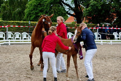 Følchampionat 2019
Billeder fra følchampionat 2019
Nøgleord: alibi's cassira