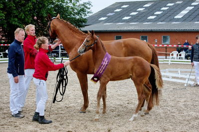 Følchampionat 2019
Billeder fra følchampionat 2019
Nøgleord: alibi's cassira