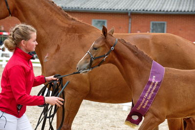 Følchampionat 2019
Billeder fra følchampionat 2019
Nøgleord: alibi's cassira