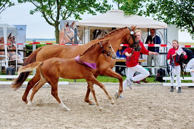 Følchampionat 2019
Billeder fra følchampionat 2019
Nøgleord: alibi's cassira