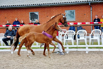 Følchampionat 2019
Billeder fra følchampionat 2019
Nøgleord: alibi's cassira