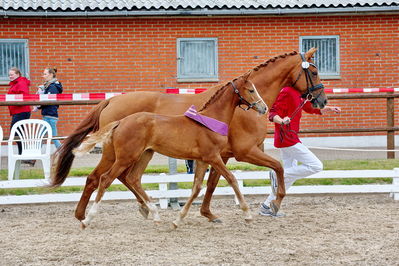 Følchampionat 2019
Billeder fra følchampionat 2019
Nøgleord: alibi's cassira