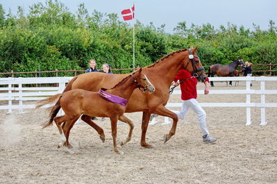 Følchampionat 2019
Billeder fra følchampionat 2019
Nøgleord: alibi's cassira