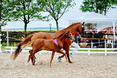 Følchampionat 2019
Billeder fra følchampionat 2019
Nøgleord: alibi's cassira