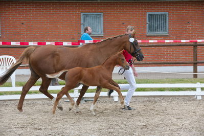 Følchampionat 2019
Billeder fra følchampionat 2019
Nøgleord: sunas chardonay