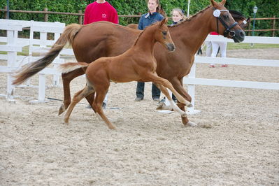 Følchampionat 2019
Billeder fra følchampionat 2019
Nøgleord: sunas chardonay