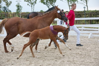 Følchampionat 2019
Billeder fra følchampionat 2019
Nøgleord: sunas chardonay