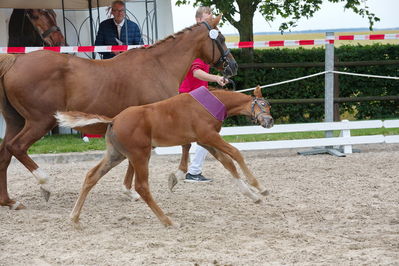 Følchampionat 2019
Billeder fra følchampionat 2019
Nøgleord: sunas chardonay