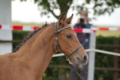 Følchampionat 2019
Billeder fra følchampionat 2019
Nøgleord: feldborgs cantador