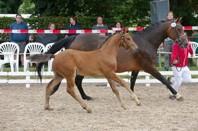 Følchampionat 2019
Billeder fra følchampionat 2019
Nøgleord: feldborgs cantador