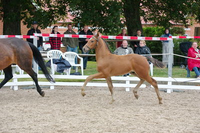 Følchampionat 2019
Billeder fra følchampionat 2019
Nøgleord: feldborgs cantador