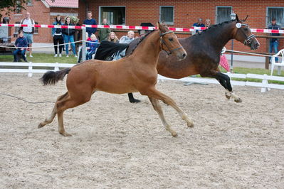 Følchampionat 2019
Billeder fra følchampionat 2019
Nøgleord: feldborgs cantador