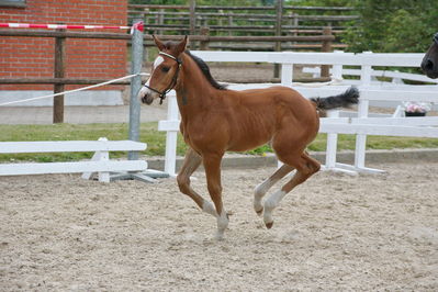 Følchampionat 2019
Billeder fra følchampionat 2019
Nøgleord: sommers casanto