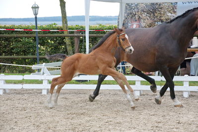 Følchampionat 2019
Billeder fra følchampionat 2019
Nøgleord: sommers casanto