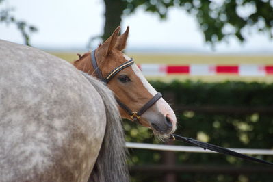 Følchampionat 2019
Billeder fra følchampionat 2019
Nøgleord: sidekick top