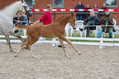 Følchampionat 2019
Billeder fra følchampionat 2019
Nøgleord: sidekick top