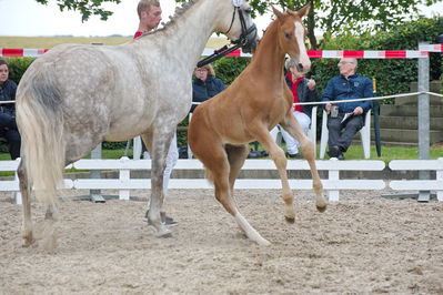 Følchampionat 2019
Billeder fra følchampionat 2019
Nøgleord: sidekick top