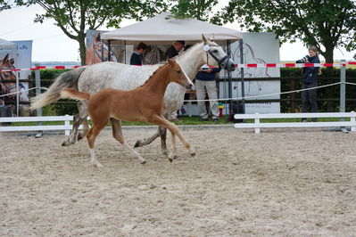 Følchampionat 2019
Billeder fra følchampionat 2019
Nøgleord: sidekick top